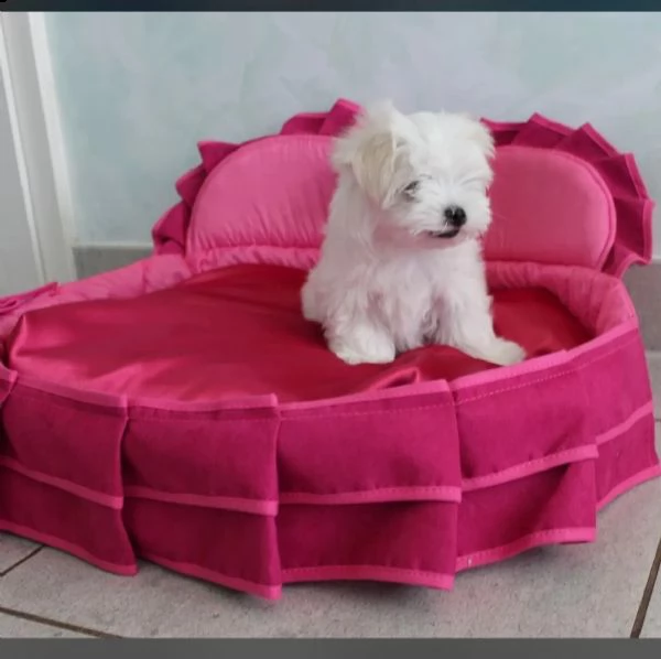 cuccioli di cane maltese