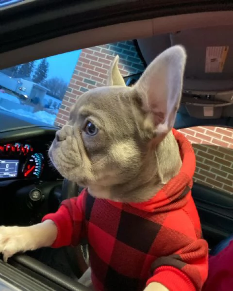 bouledogue francese bulldog bluemerle | Foto 4