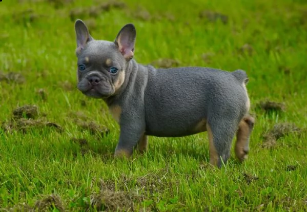 bouledogue francese bulldog bluemerle | Foto 3