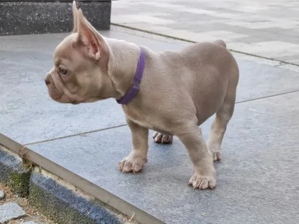bouledogue francese bulldog bluemerle | Foto 2