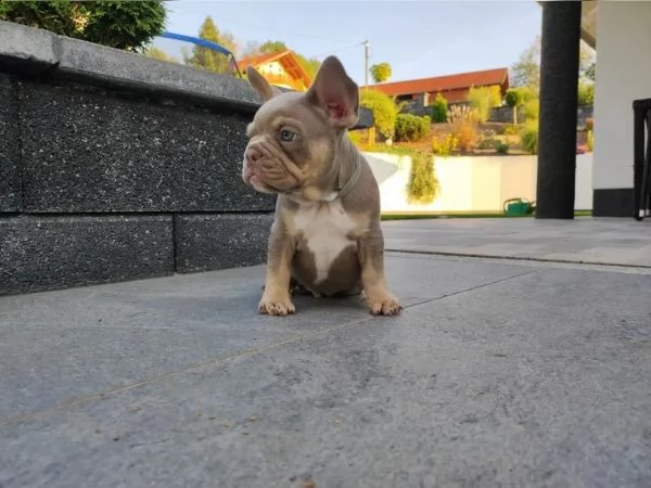 bouledogue francese bulldog bluemerle | Foto 1
