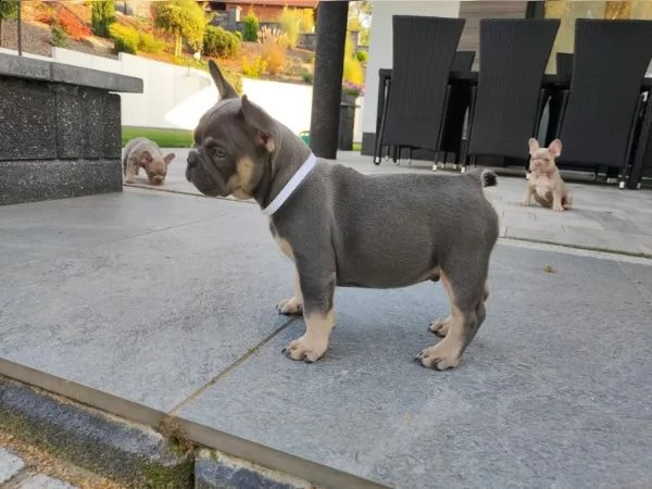 bouledogue francese bulldog bluemerle