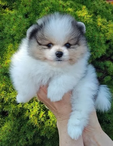 volpini di pomerania con pedigree | Foto 4