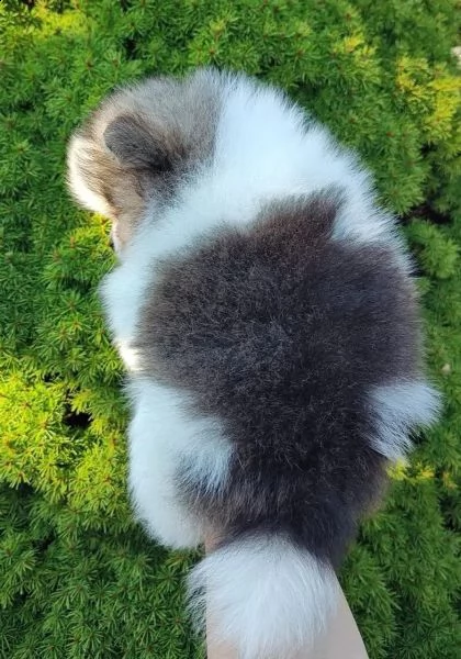 volpini di pomerania con pedigree | Foto 3