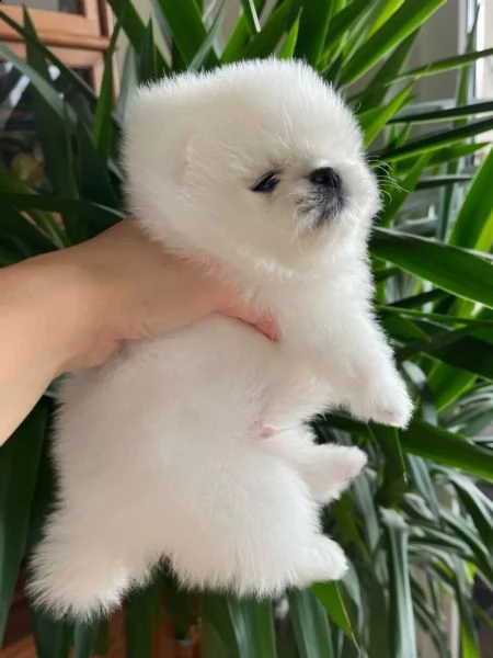 volpini di pomerania con pedigree