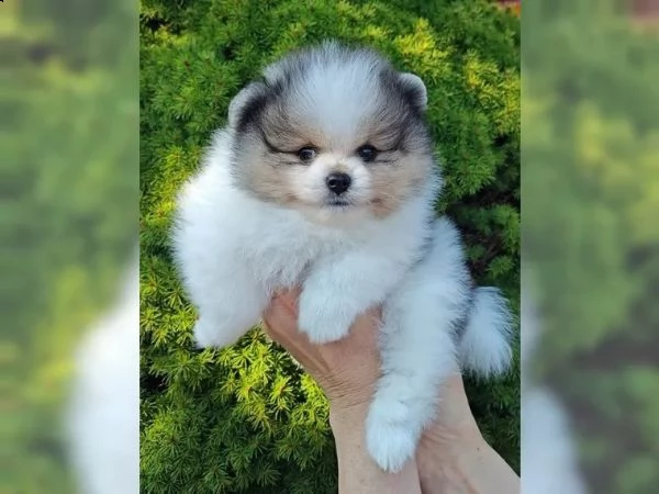 volpini di pomerania con pedigree | Foto 0