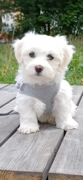 cuccioli di bichon frise  di razza  con documenti | Foto 1