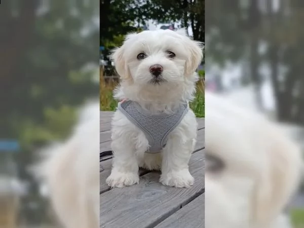 cuccioli di bichon frise  di razza  con documenti | Foto 0
