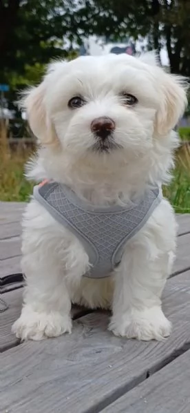 cuccioli di bichon frise  di razza  con documenti