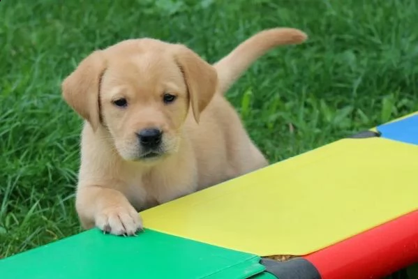 cuccioli di razza labrador neri e gialli con pedigree | Foto 2