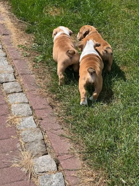 Bulldog Inglese Cuccioli  Pedigree | Foto 2