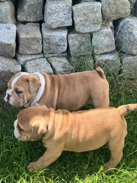 Bulldog Inglese Cuccioli  Pedigree