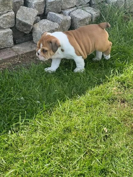 Bulldog Inglese Cuccioli  Pedigree | Foto 1
