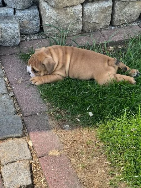 Bulldog Inglese Cuccioli  Pedigree | Foto 0