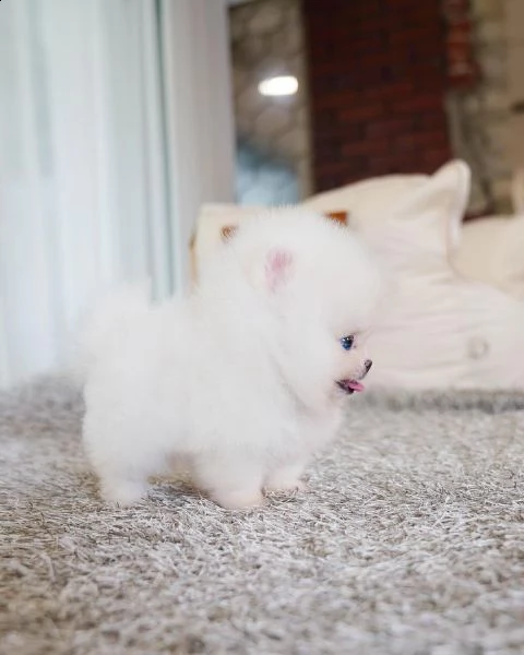 pomerania 