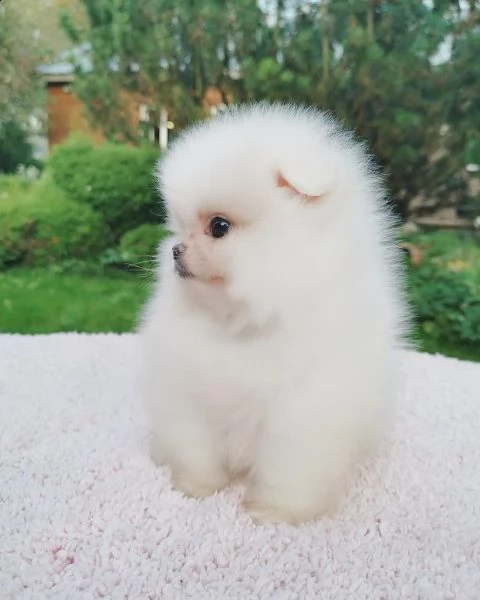 pomerania  | Foto 2