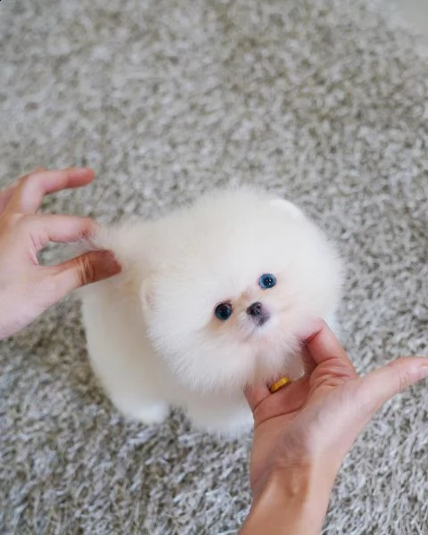 pomerania  | Foto 1