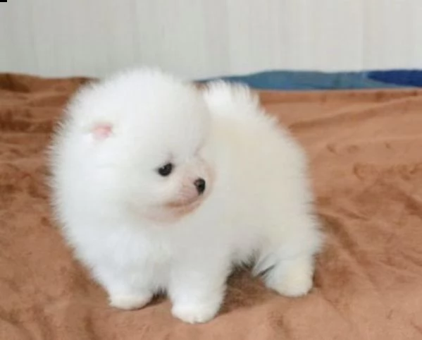 pomerania  | Foto 0