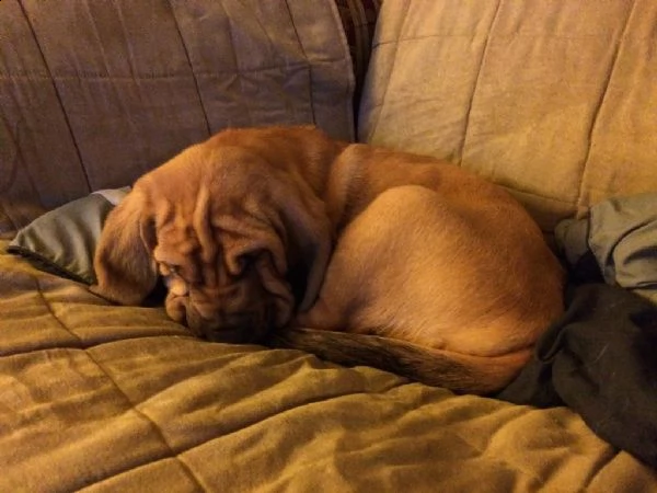 disponibili cuccioli bloodhound  | Foto 0
