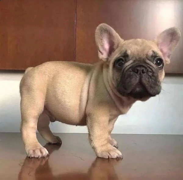 cuccioli di bulldog francese per ladozione
