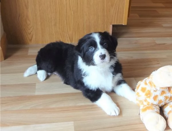 cuccioli di pastore australiano