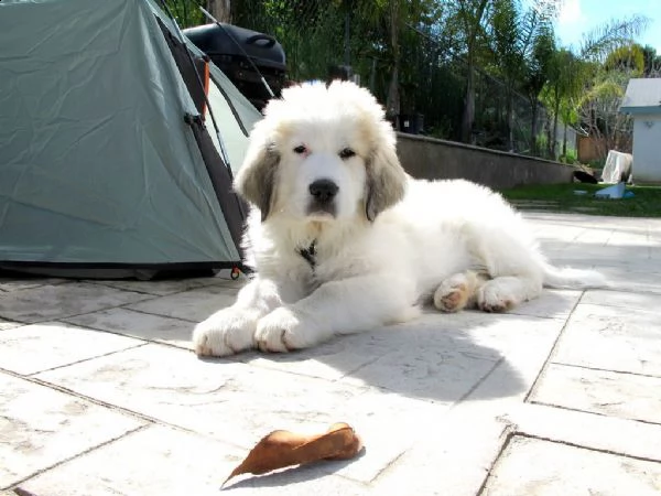 cuccioli di cane da montagna dei pirenei