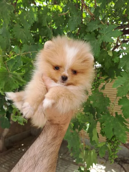 i bofi della pomerania portano il tipo coreano | Foto 1