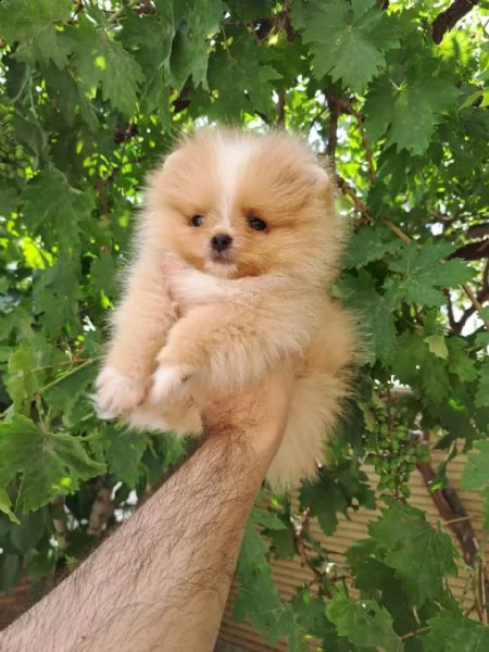 i bofi della pomerania portano il tipo coreano | Foto 0