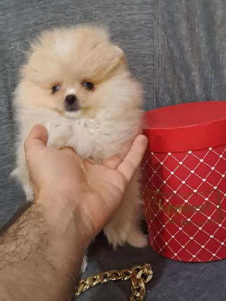 i bofi della pomerania portano il tipo coreano