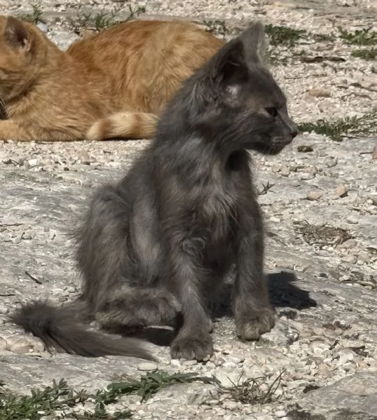Gattini in adozione  | Foto 2