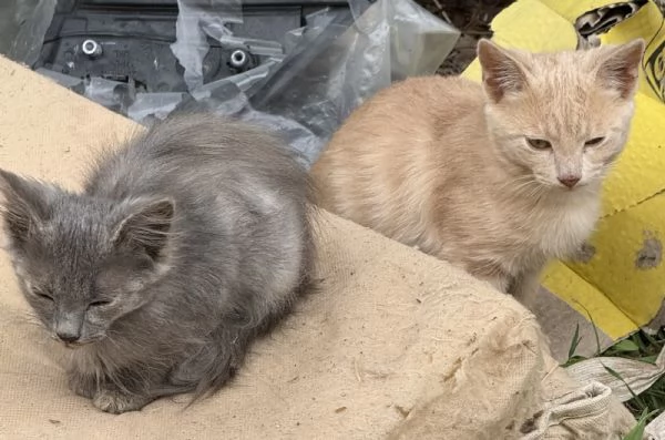Gattini in adozione  | Foto 1