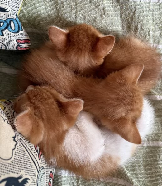 Gattini in adozione 
