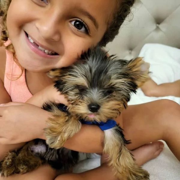 cucciolo femmina di yorkshire terrier blu nero e oro il mio nome  sandie sono pronto a incontrar | Foto 0