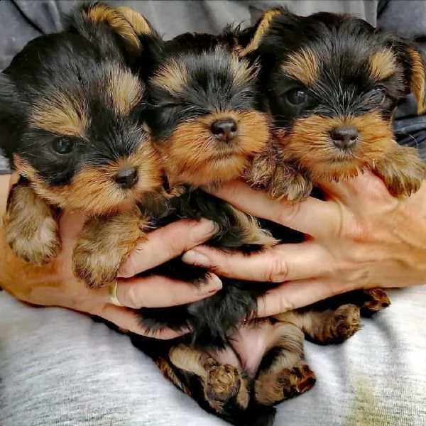 cucciolo femmina di yorkshire terrier blu nero e oro il mio nome  sandie sono pronto a incontrar