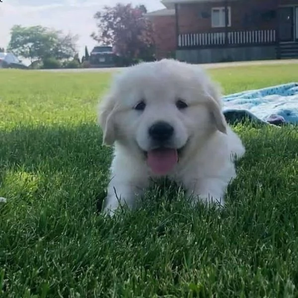 golden retriever cuccioli