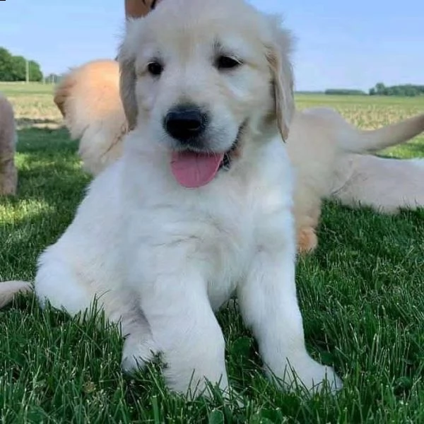 disponibili cuccioli di golden retriever