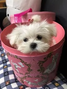 bellissimi cuccioli di maltese teacup in vendita bellissimi cuccioli di teacup maltese pronti per og
