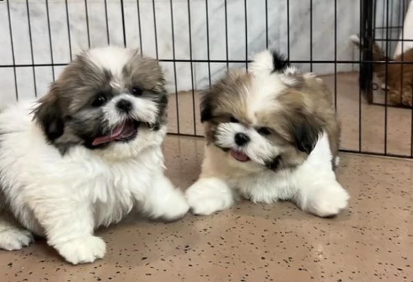 due cuccioli di shihtzu toy | Foto 0