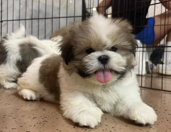 due cuccioli di shihtzu toy