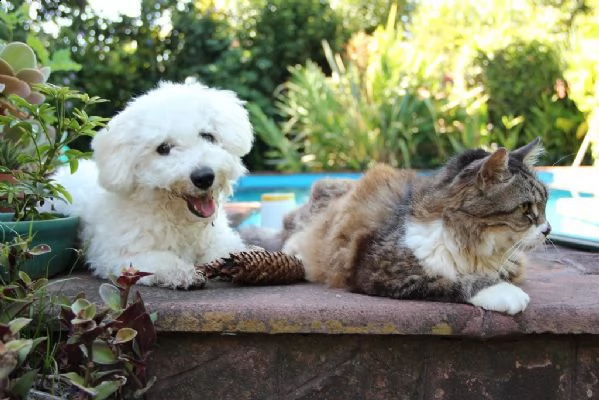 bellissimi cuccioli di bichon frise