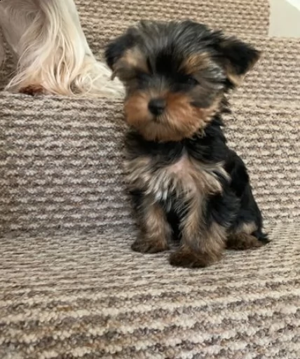 cuccioli di yorkshire terrier