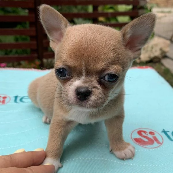 bellissimi cuccioli di chihuahua a pelo corto cercano una nuova famiglia adorabile e premurosa abbia