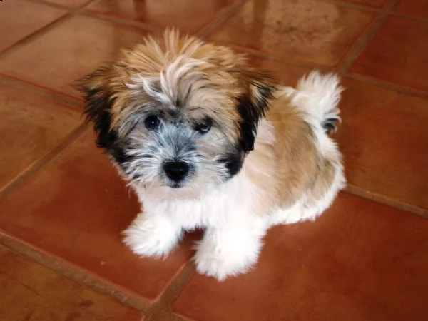 cuccioli di coton de tulear