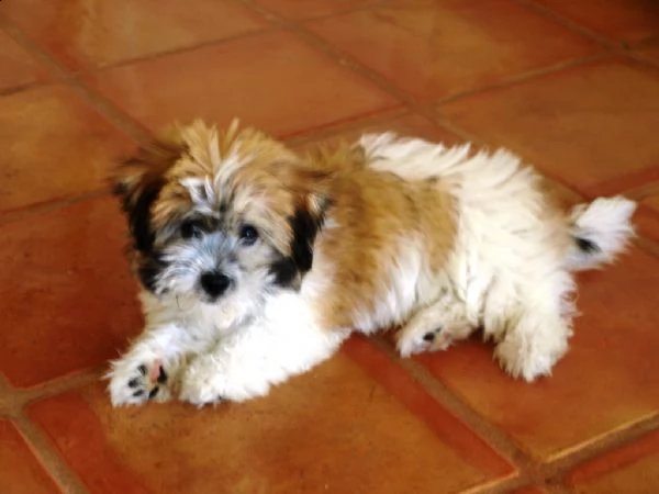 cuccioli di coton de tulear | Foto 0