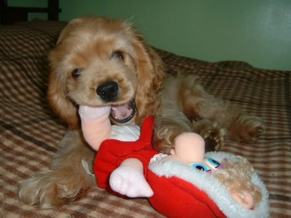 cuccioli di cocker spaniel