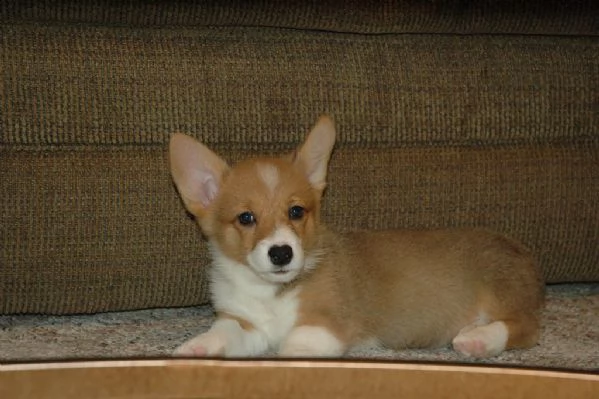 welsh corgi pembroke cuccioli | Foto 0