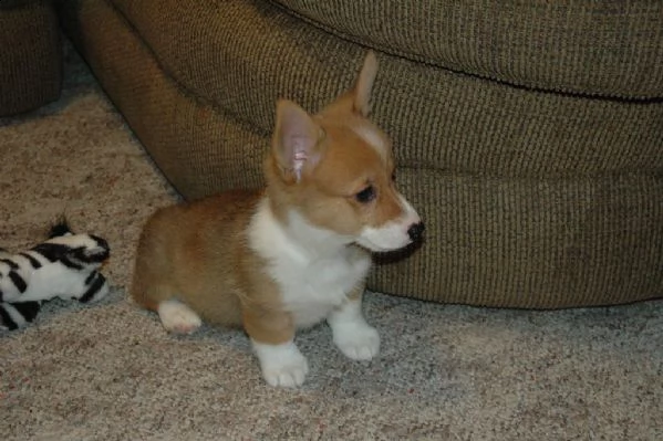 welsh corgi pembroke cuccioli