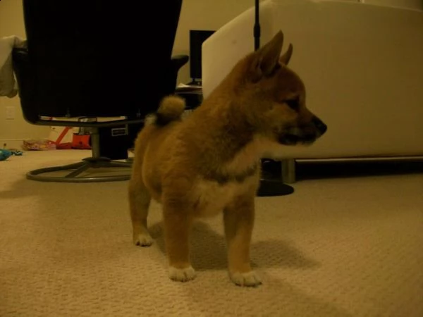 disponibile cuccioli di shiba inu 