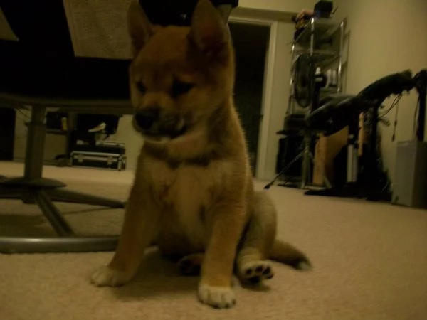 disponibile cuccioli di shiba inu  | Foto 0