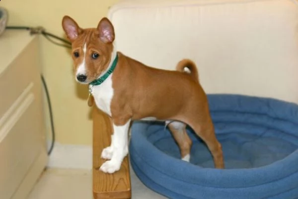 disponibili cuccioli di basenji